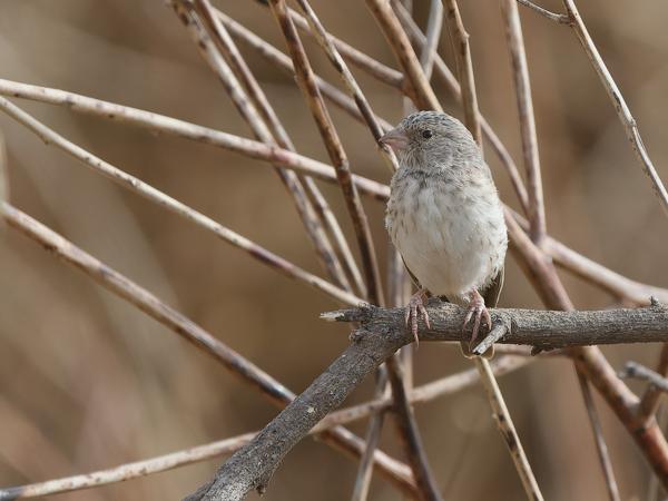 <h3><a href="/trips/gambia/biota/animalia/chordata/aves/040 passeriformes/121 fringillidae/crithagra leucopygia/crithagra leucopygia-nl.html">Crithagra&nbsp;leucopygia</a> / White‑rumped&nbsp;seedeater / Edelzanger</h3>OM-1 Mark II met OLYMPUS M.150-400mm F4.5, 1/2000 sec  bij F4.5, ISO 800, afstand 10.1&nbsp;m